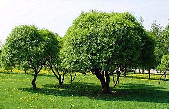 Dacha에서 성장하는 구형 버드 나무