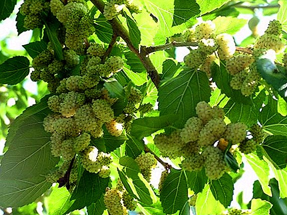 Growing white mulberry: planting and caring for mulberry
