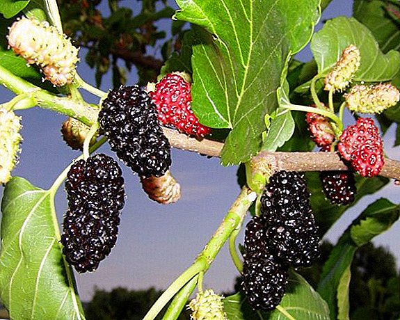 Growing black mulberry at the dacha