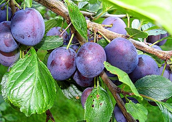 Growing a plum pit: a gardener's recommendation
