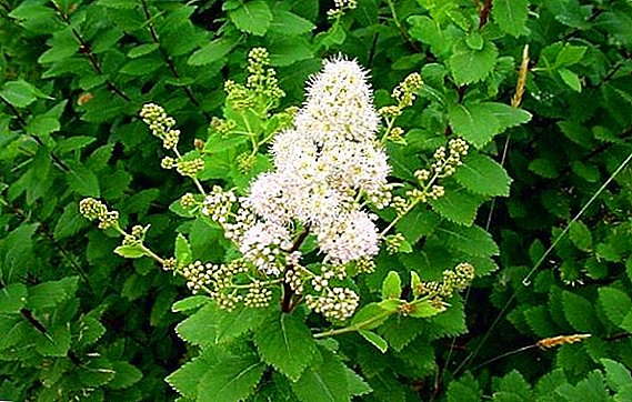 Growing white spirea in the garden, planting and caring for the plant