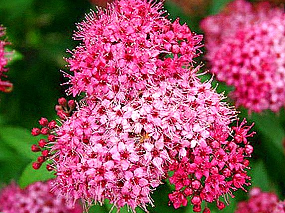 Growing Spiraea Bomald: care for the Japanese hybrid in the garden
