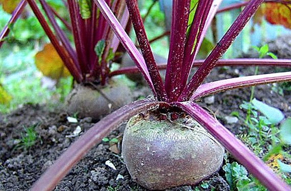 Growing beets in the country by seedling