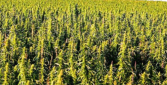 Growing technical hemp: what is made of a plant