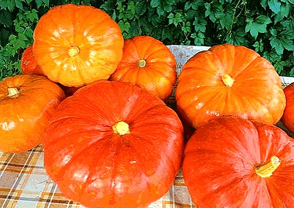 Growing pumpkin varieties "Sweetie"