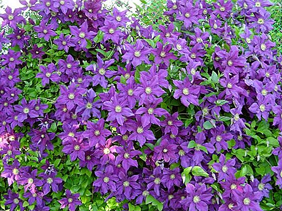 Cultivation, care and reproduction of clematis in the country