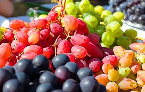 Отглеждане на грозде за плодове: как да изберете сорт за Московска област