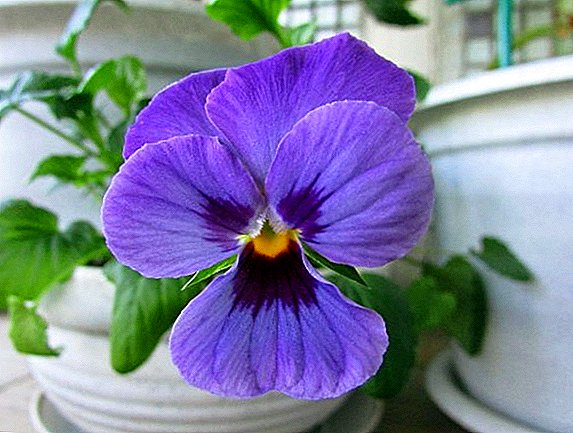 Viola cultivată: plantarea, îngrijirea și reproducerea