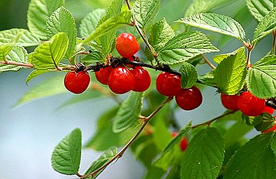 Cultivo de cerejas de feltro: características do plantio e do cuidado de uma árvore arbustiva