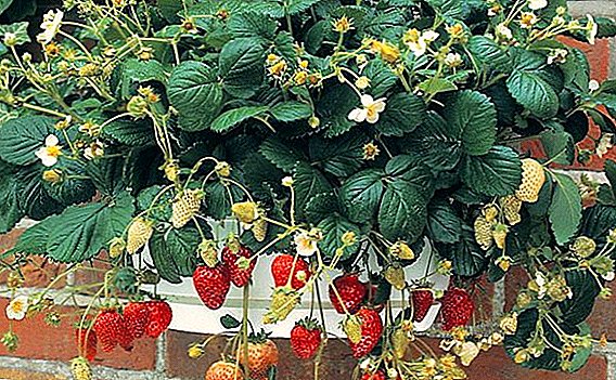 Het kweken van krullende aardbeien: planten en verzorgen van bessen in de datsja