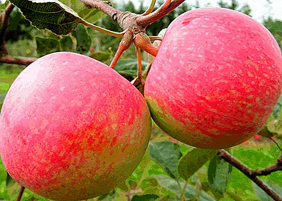 Teelt van appelbomen "Moskou-peer" in uw tuin