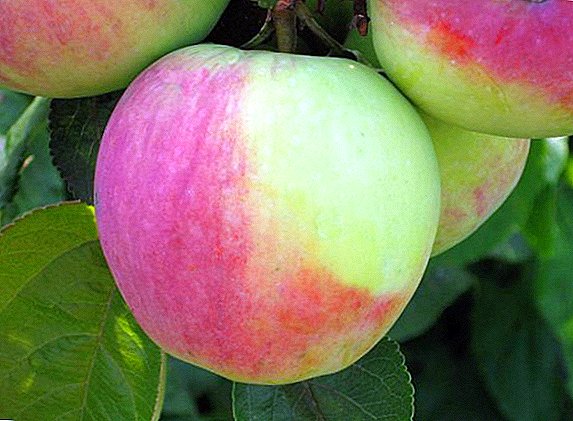 Teelt van de appelboom "Northern Synapse": voor- en nadelen van de variëteit, aanplant en verzorging