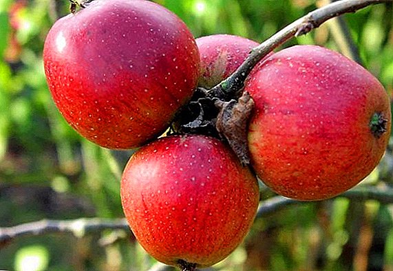 Cultivation of apple trees "Sun": tips on planting and care