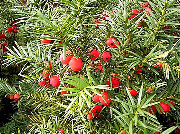 Growing berry yew: planting and caring for evergreen tree