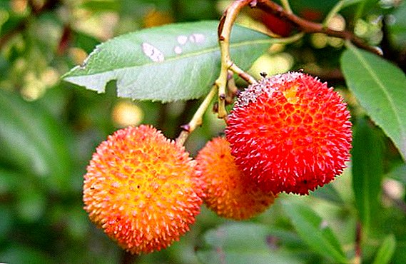 Growing a Strawberry Tree Seed: Practical Tips