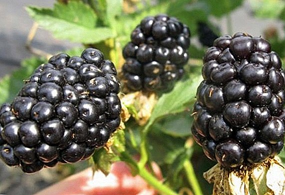 Growing blackberries Ruben on your site