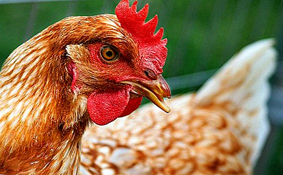 Infectious bronchitis virus in chickens