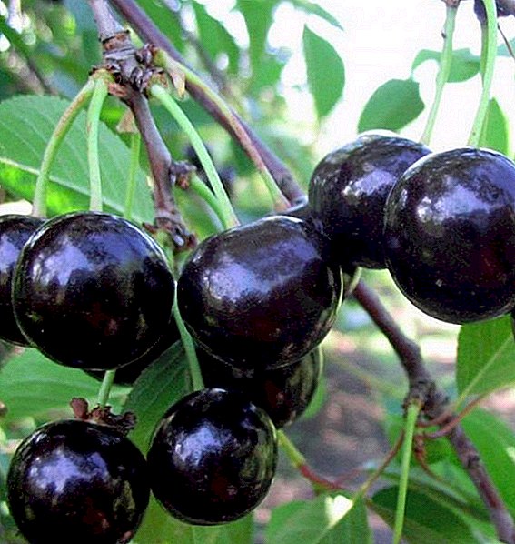 Cherry "besseya": how to deal with the diseases and pests of the sand cherry
