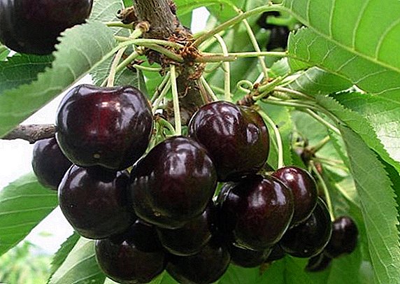 Cherry "Black large": description, landing and leaving