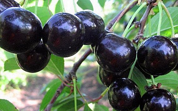 Cherry "Chernokorka": characteristics, secrets of successful cultivation