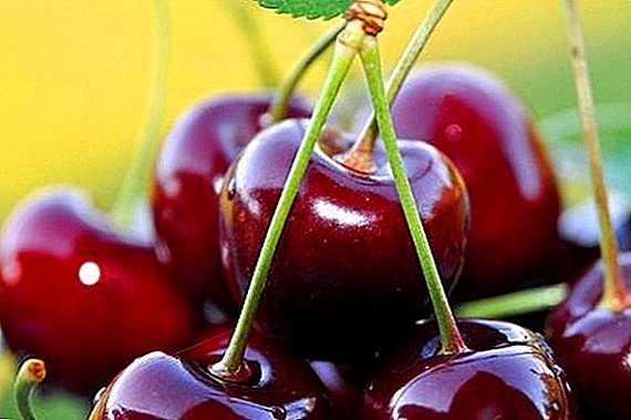 Cherries "Precious Carmine": characteristic