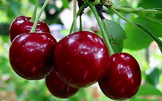 Cherry "Mayak": description of the variety