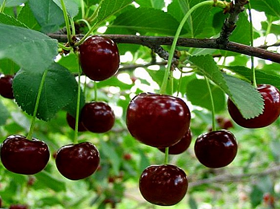 Cherries: description and photo of medium ripening varieties