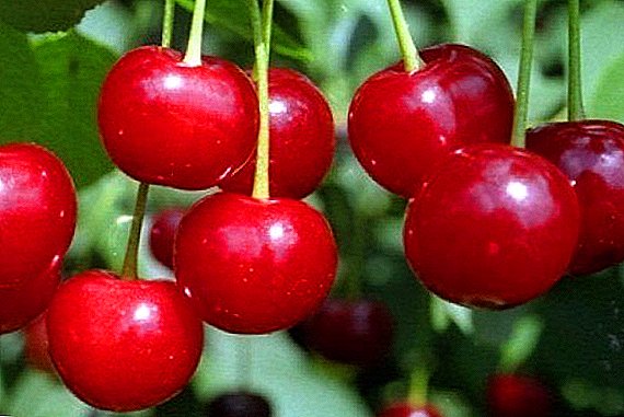 Cherry velikodušen: opis, značilnosti sajenja in nege
