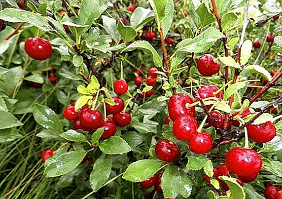 Cherry steppe: ciri-ciri, penanaman agro-teknologi, pemangkasan