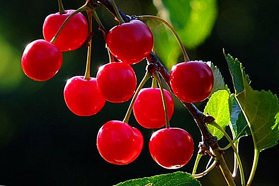 Kirsebær "Ural Ruby": egenskaber og dyrkning agrotechnics