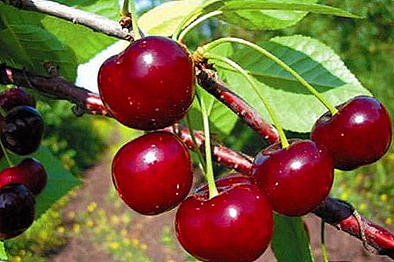 Cherry "Winter Pomegranate": characteristic