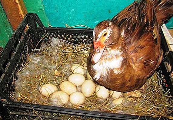 Εκκόλαψη ινδο-αυγού