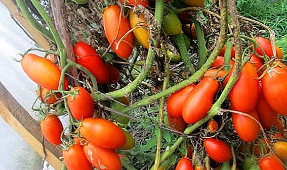 Haut rendement et excellente apparence: tomates "Niagara"