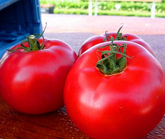 High yield and resistance to pests and diseases: Pink Bush tomatoes
