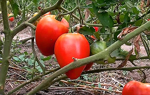 Högavkastande och storfruktig: fördelarna med att odla tomat "Miracle of the Earth"