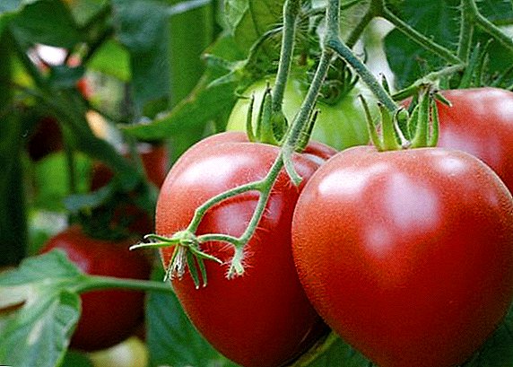 عالية الغلة وصحية: بينك سبام الطماطم متنوعة
