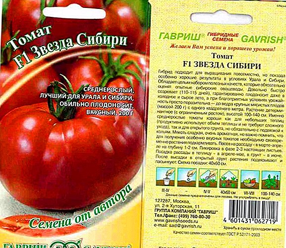 Vysokokvalitné a predčasné paradajky "Sibírska hviezda"