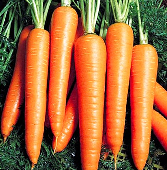 High-yield carrot variety Vita Long