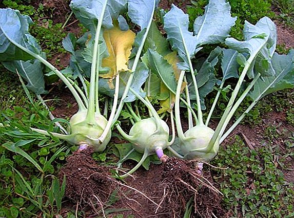 Kohlrabi Vitamin Bomb: Everything You Need to Know About Planting and Care
