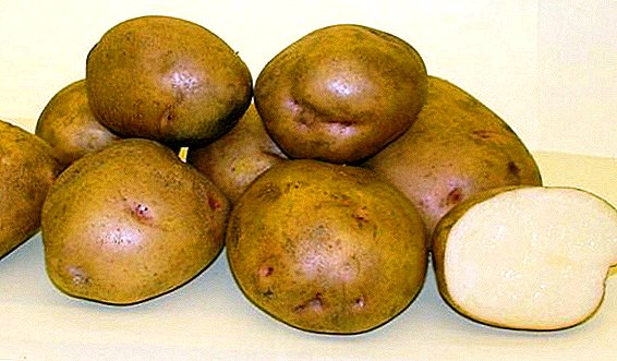 Rasa dan panen: varietas kentang Zhukovsky awal