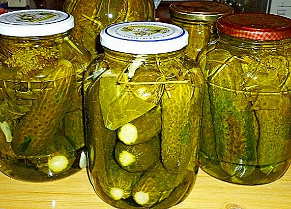 Heerlijke knapperige ingelegde komkommers voor de winter
