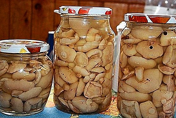 Смачні мариновані маслюки на зиму: рецепти приготування