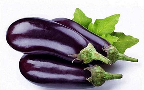 Tasty and unpretentious: grade black eggplant