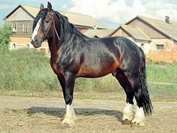 Vladimir rasă mare de cal