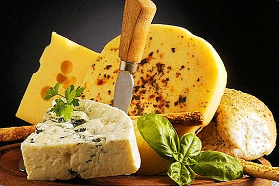 Anstelle von Käse auf den ukrainischen Supermarktständen kommt es immer häufiger zu Fälschungen.
