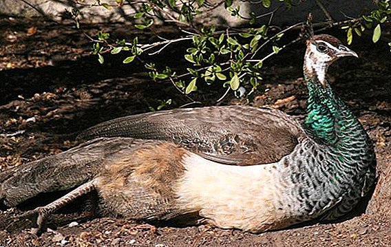 Appearance, habitat, lifestyle of female peacocks