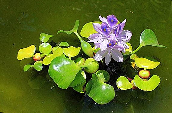 Giacinto d'acqua (eichornia): caratteristiche di crescita in uno stagno o in un acquario