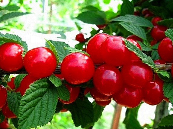 Felt cherry. Kenmerken van planten en verzorging