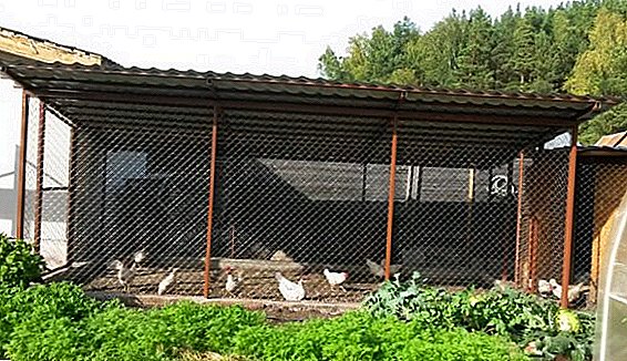 Chicken enclosure with their own hands