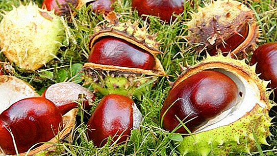 Magic healing properties of chestnut
